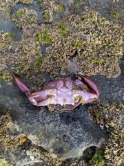 Cycloxanthops novemdentatus