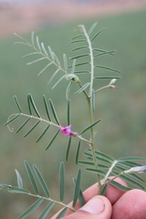 Vicia monantha monantha