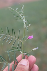 Vicia monantha monantha