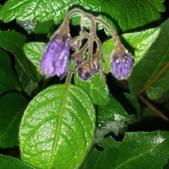 Solanum caripense