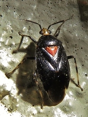 Deraeocoris sayi