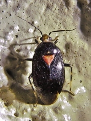 Deraeocoris sayi