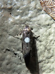 Cydia albimaculana