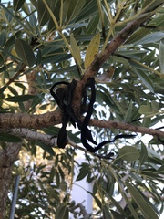 Heptapleurum actinophyllum