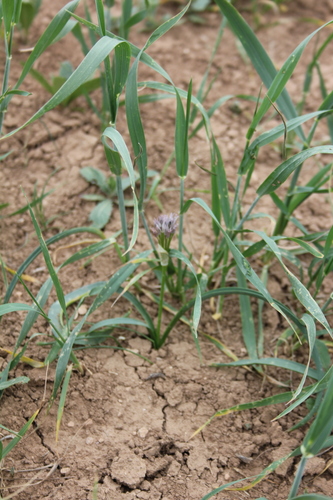 Allium noeanum