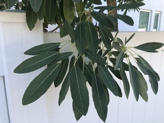 Heptapleurum actinophyllum