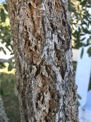 Heptapleurum actinophyllum