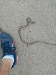 Bothrops atrox