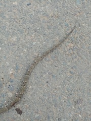 Bothrops atrox