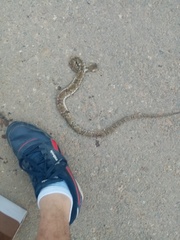 Bothrops atrox