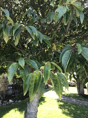 Prunus lusitanica
