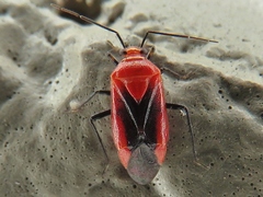 Tropidosteptes cardinalis