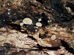 Clitopilus hobsonii