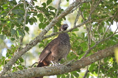Ortalis squamata