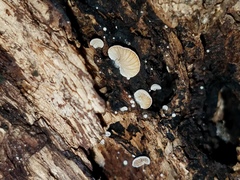 Clitopilus hobsonii