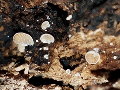 Clitopilus hobsonii