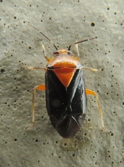 Neocapsus cuneatus