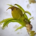 Strap-leaved Earth-Moss - Photo (c) Jonathan Hughes, some rights reserved (CC BY-NC), uploaded by Jonathan Hughes