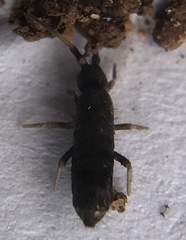 Pogonognathellus nigritus