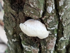 Truncospora ochroleuca