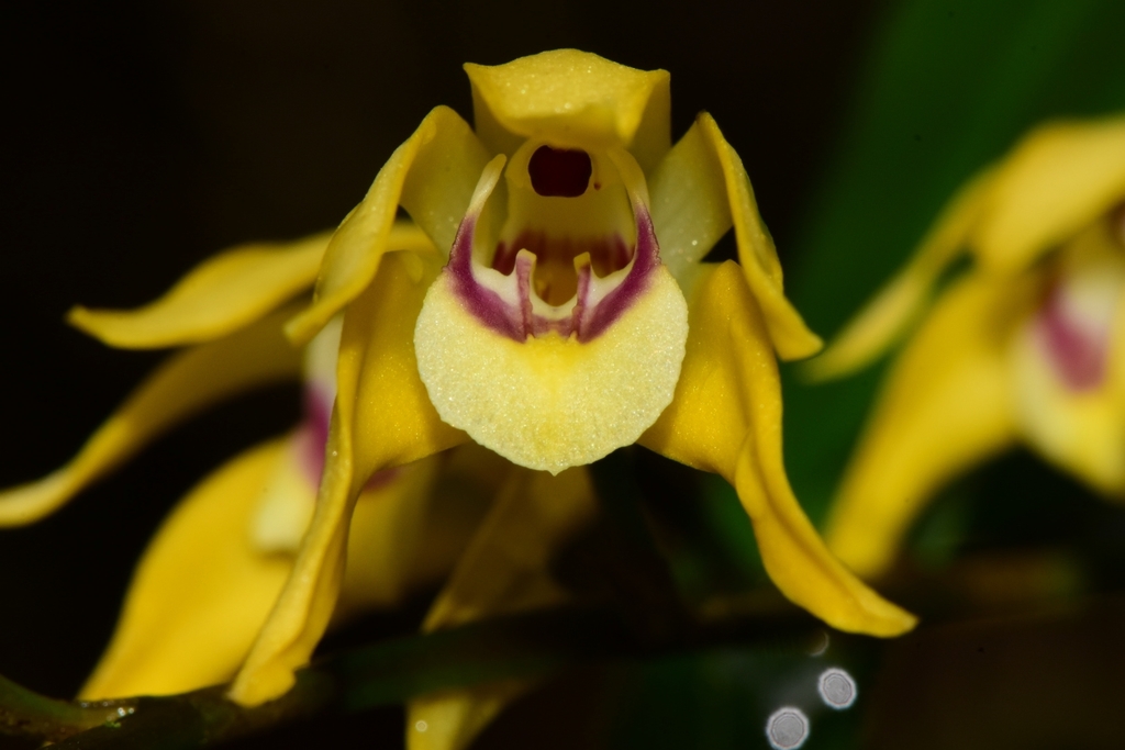 parrotbeak orchid
