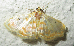 Notarcha