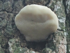 Truncospora ochroleuca