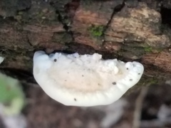Truncospora ochroleuca