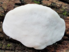 Truncospora ochroleuca