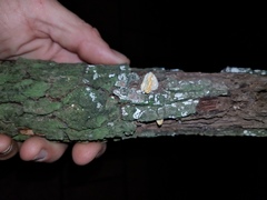 Truncospora ochroleuca