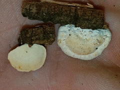 Truncospora ochroleuca