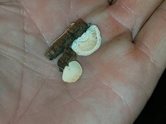 Truncospora ochroleuca