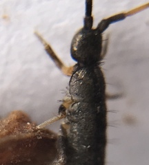 Pogonognathellus nigritus