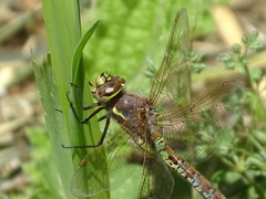 Rhionaeschna diffinis