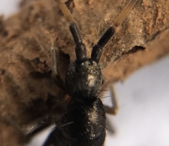 Pogonognathellus nigritus