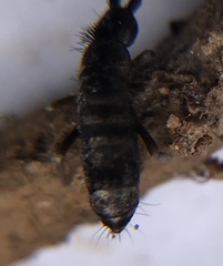 Pogonognathellus nigritus