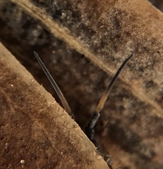 Pogonognathellus nigritus