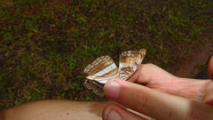 Adelpha plesaure