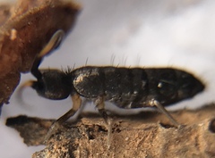 Pogonognathellus nigritus