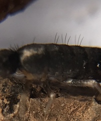 Pogonognathellus nigritus