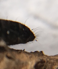 Pogonognathellus nigritus