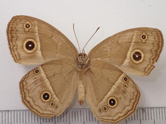 Mycalesis gotama fulginia