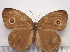 Mycalesis gotama fulginia