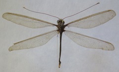 Haploglenius flavicornis