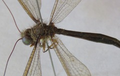 Haploglenius flavicornis