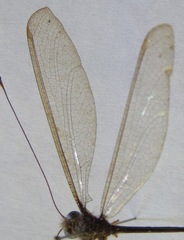 Haploglenius flavicornis