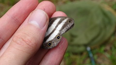 Pareuptychia hesionides