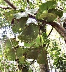 Coccoloba pubescens