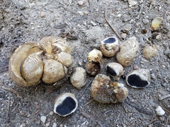 Scleroderma texense