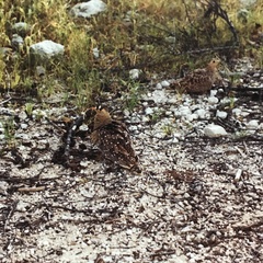 Pterocles bicinctus bicinctus